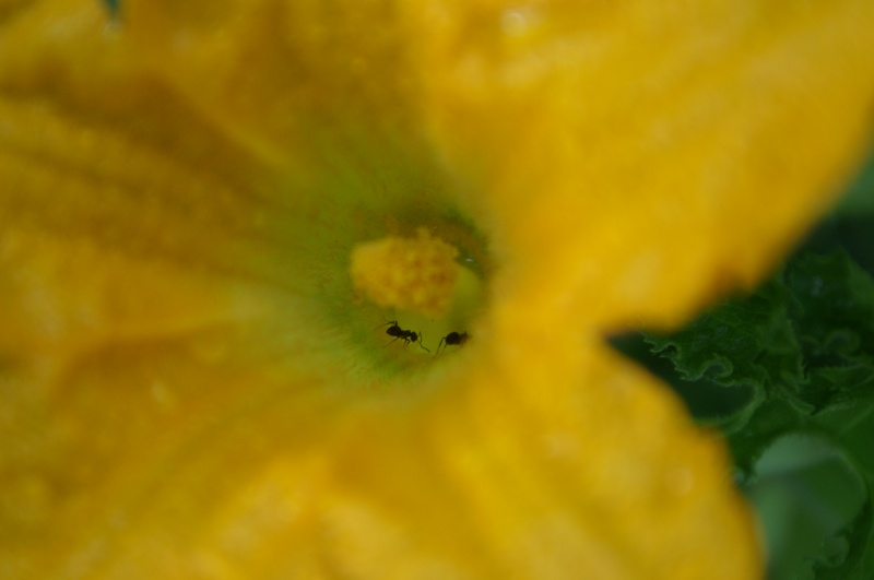 jardin_16.JPG