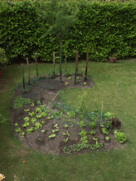 le potager - jardin_04.jpg jardin_04.jpg